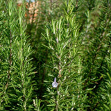 Live Rosemary Culinary Herb Plant