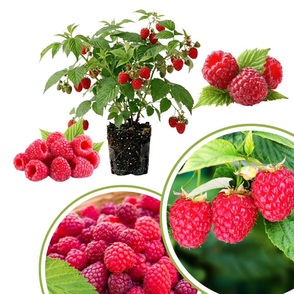Red Raspberry Plant Live, Home Garden Berry Bush, 4-6 Inch Tall, 4 Inch Pot