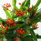 Set 2 Tropical Milkweed Live Plant 4-6" Tall