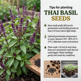 500 Thai Basil Seeds to Plant, Fresh Garden Seeds