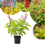 Pineapple Sage Salvia Live Plant in 4" Pot, 2 Plant Per Pot