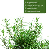 2 Rosemary Plants, Outdoor Garden Herb Plant, 4-6 Inch Tall, 4 Inch Pot