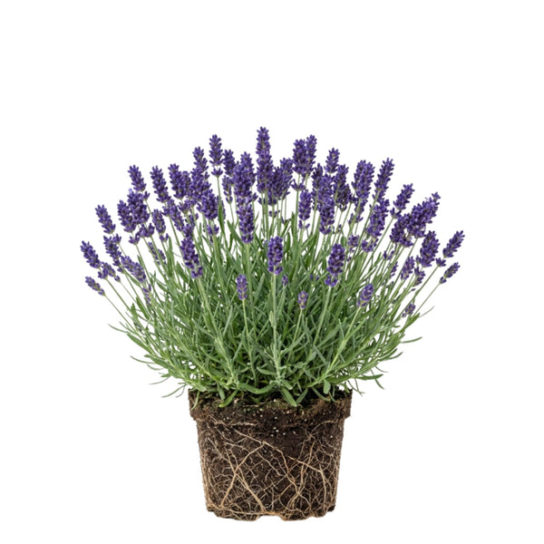 2 English Lavandula Lavender Live Plants, Flower Plant, 3 Inch Tall