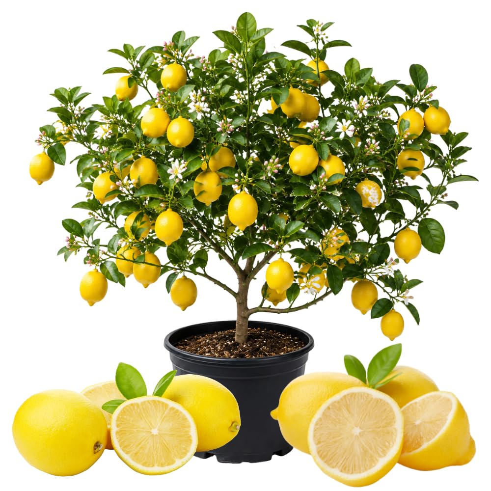 Grafted Meyer Lemon Tree, Meyer Lemon Fruit Plant, 2 Ft Tall, 1 Gallon Pot