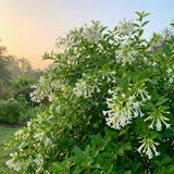 Night Blooming Jasmine Plant Live 4-6" Tall