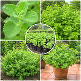 2 Cuban Oregano Plants Live, Kitchen Herb Plant, 4-6 Inch Tall
