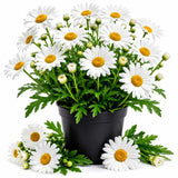 White Daisy Live Plant, Perennial Flower Plant, 3-5 Inch Tall, 3 Inch Pot