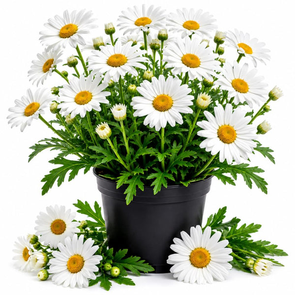 White Daisy Live Plant, Perennial Flower Plant, 3-5 Inch Tall, 3 Inch Pot