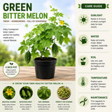Green Bitter Melon Live Plant, Bitter Gourd Vine, 4-7 Inch Tall, 4 Inch Pot