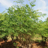 Live Moringa Tree Plant for Planting