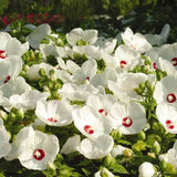 2 White Hibiscus Plants Live, 4-8 Inch Tall