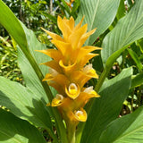 Yellow Curcuma Ginger Live Plant, Ginger Flower in Garden, 4-6 Inch Tall