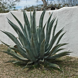 Blue Agave Succulent Plant Live, Rooted Starter Plant, 4-6 Inch Tall