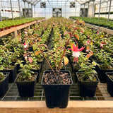 Red White Fuchsia Live Plant, 4-8 Inch Tall, 5 Inch Pot