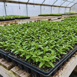 3 Red Live Verbena Plants