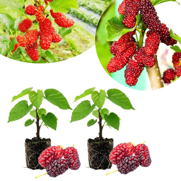 2 Red Mulberry Tree Live Plant, Edible Fruit, 6-8" Tall