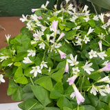 Green Shamrock Oxalis Live Plant, Trailing Indoor Houseplant, 3.5 Inch Pot