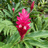 2 Pink Curcuma Ginger Live Plant, Ginger Flower in Garden, 4-6 Inch Tall