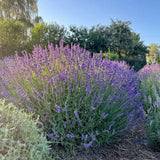 Lavender Live Plant, Blue Lavender Plant, 3.5 Inch Pot