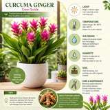 2 Red Curcuma Ginger Live Plant, Ginger Flower in Garden, 4-6 Inch Tall