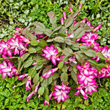 Pink Christmas Cactus Plant Live, 4-6 Inch Tall