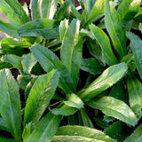Culantro Herb Live Plant, Herb Vegetable Plant, 4 Inch Tall