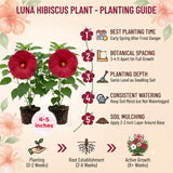 Set 2 Red Hibiscus Plant Live, Hibiscus Starter Plant 3-6" Tall