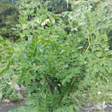2 Moringa Tree Live Plant Per Pot, 4-7" Tall