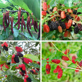 2 Dwarf Everbearing Mulberry Tree Live Plant, Edible Fruit, 6-8" Tall