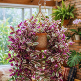 Variegated Wandering Jew Plant Live, Starter Houseplant, 3-5 Inch Tall