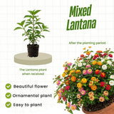 4 Mixed Lantana Live Plants, Indoor Outdoor Plant, 4-7 Inch Tall