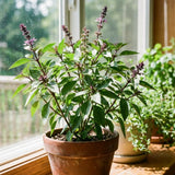 500 Thai Basil Seeds to Plant, Fresh Garden Seeds
