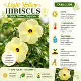 2 Hardy Light Yellow Hibiscus Plant Live, Tropical Flower Shrub, 4-6" Tall