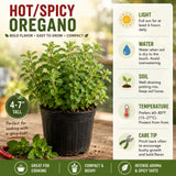 Oregano Live Plant, Garden Herb Plant, 4-7 Inch Tall
