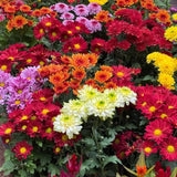 3 Mixed Mum Plants, 3-6 Inch Mum Live Plants