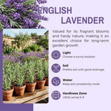 Set of 2 English Lavender Live Plants