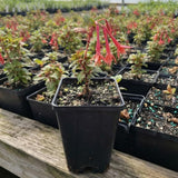 Orange Red Fuchsia Live Plant, Fushsia Flowers, 4-8 Inch Tall, 5 Inch Pot