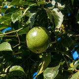 High Yield Passionfruit Vine Live Plant, Trellis Fruit Vine, 4-6 Inch Tall