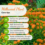 2 Orange Milkweed Plants Live, Patio Container Plant, 4-6 Inch Tall