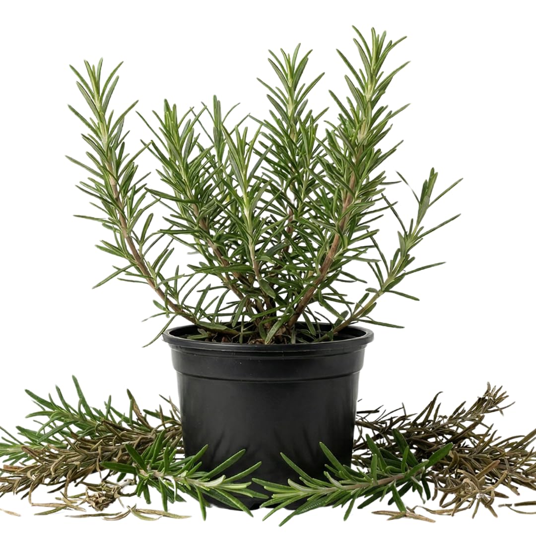 Live Rosemary Plant, Indoor Outdoor Herb Plant, 4-6 Inch Tall, 4 Inch Pot