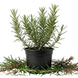 Live Rosemary Plant, Indoor Outdoor Herb Plant, 4-6 Inch Tall, 4 Inch Pot