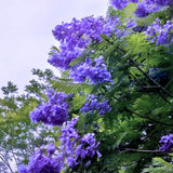 Blue Jacaranda Tree Live Plant, 5-8 Inch Tall, 4 Inch Pot