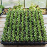 2 Spanish Lavender Live Plants, Hardy Perennial Flower Plant, 3-5 Inch Tall