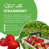 2 Red Strawberry Live Plants, Berry Fruit Plant, 3-5 Inch Tall, 3 Inch Pot
