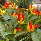 Hot Yellow Red Pepper Plants Live, 2 Plants Per Pot, 3-6 Inch Tall