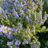 Live Rosemary Culinary Herb Plant