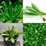 Culantro Plant Live, Herb Vegetable Plant, 4 Inch Tall