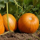 Pumpkin Plant Live, Garden Vegetable Plant, 4-7 Inch Tall