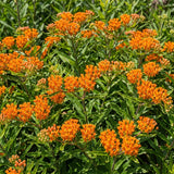 2 Orange Milkweed Live Plants, 3-6 Inch Tall