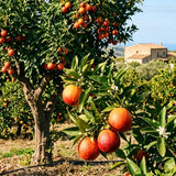 Orange Tree, Citrus Fruit Tree, 1-2 Ft Tall, 1 Gallon Pot